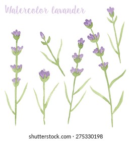 Watercolor lavander in vector