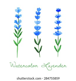 Watercolor Lavender