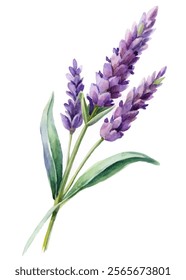 Watercolor lavender bouquet, purple flowers, green leaves, botanical illustration, floral design, nature art, home decor.