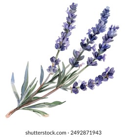 Acuarela de la rama de lavanda, aislada sobre un fondo blanco, dibujo de lavanda