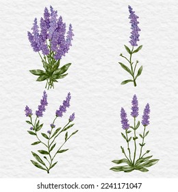 watercolor lavender flower element clip art