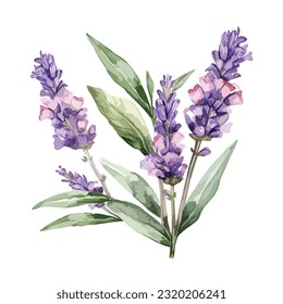 Flores de lavanda acuarela ilustración natural en estilo vintage aislado en fondo blanco, vector, lavanda púrpura