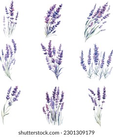 Flores de lavanda de color agua. Ilustración dibujada a mano aislada en fondo blanco