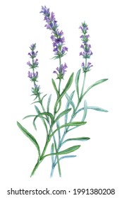 Watercolor Lavender isolated on a white background. Hand drawn herb illustration. Vector picture