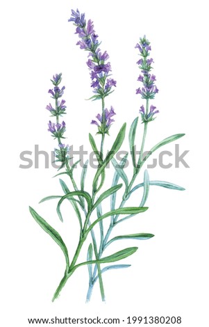 Watercolor Lavender isolated on a white background. Hand drawn herb illustration. Vector picture