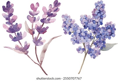 Lavanda Aquarela, lilás, Flores Conjunto Coleção. Ilustrações de ervas ecológicas desenhadas à mão isoladas sobre fundo branco.