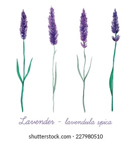 Watercolor lavender set. Collection of hand painted vintage plants. Vector illustration.