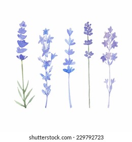 Watercolor lavender set. Lavender flowers isolated on white background. Vector illustration. 