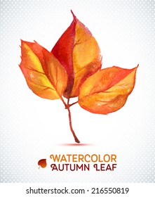 Watercolor leaf element for your design. Hand drawn watercolor illustration. 
