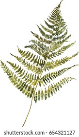 Watercolor leaf of fern
