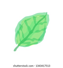 watercolor leaf illustration vector