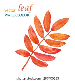 Watercolor. Leaf mountain ash.