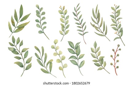 Watercolor leaves Botanical collection   natural elements on white background  illustration vector