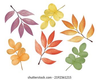 Watercolor leaves collection. Autumn watercolor leaves and isolated on white background. Leaf fall elements for Thanksgiving, and autumnal holidays design elements