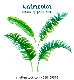 Watercolor Leaves Of Palm Tree