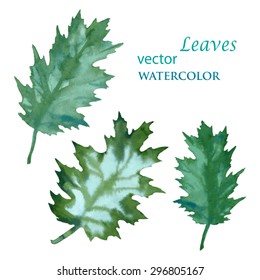 Watercolor . The leaves of red oak.