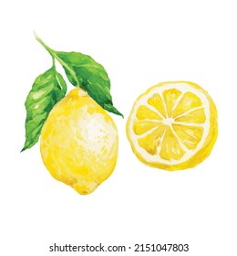 Watercolor Lemon fruit isolated on a white background