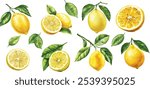 Watercolor lemon illustrations. Hand-painted lemon branches with lush green leaves on a white background for design projects.