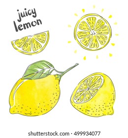 Watercolor lemon set. Vector collection of fresh lemon fruits.