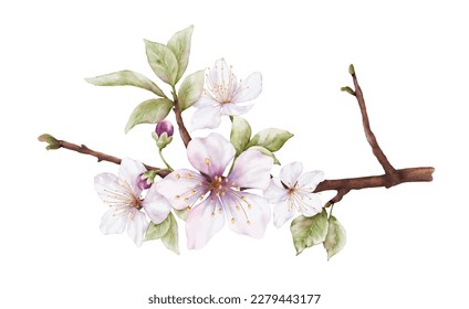Watercolor light pink cherry blossoms blooming on the branches. Cherry blossom and leaves branch bouquet vector isolated on white background. Suitable for decorative spring festivals, or cards.