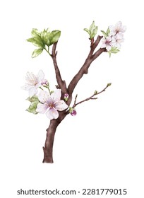 Watercolor light pink cherry blossoms blooming on the branches. Cherry blossom and leaves branch bouquet vector isolated on white background. Suitable for decorative spring festivals, or cards.