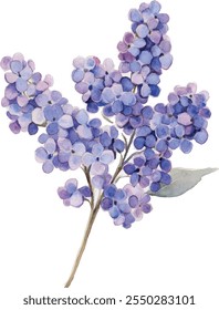 Watercolor Lilac Sprig, Pintado à Mão Roxo Flor Clusters com Aroma primavera