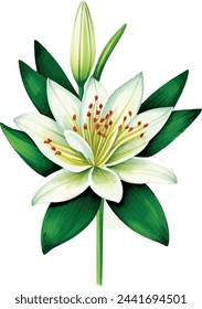 Watercolor lily clipart with elegant white petals and green stems.