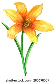 Watercolor lily flower closeup isolated on white background. Hand painting on paper