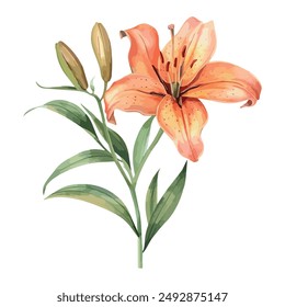 Watercolor of Lily flower, isolated on a white background, Lily drawing