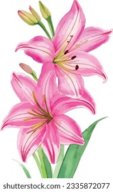 Watercolor lily flower. pink flowers with green leaves and berries. Hand painted artwork with petals. Artistic flowers.