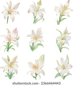 Watercolor lily flowers isolated on white background. Vector illustration.