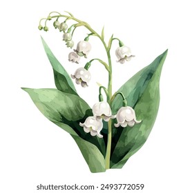 Watercolor of Lily of the valley plant, isolated on a white background, Lily of the valley vector