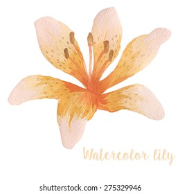 Watercolor lily in vector