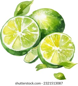 Watercolor Lime Illustration. Hand-drawn fresh food design element isolated on a white background.