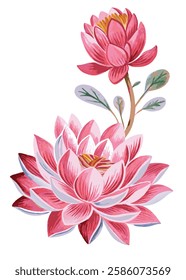 Watercolor lotus flower on white background