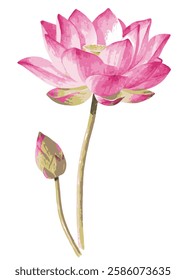 Watercolor lotus flower on white background