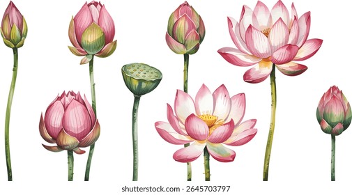 Watercolor lotus Flower Set. Hand drawn botanical watercolor vector illustration.