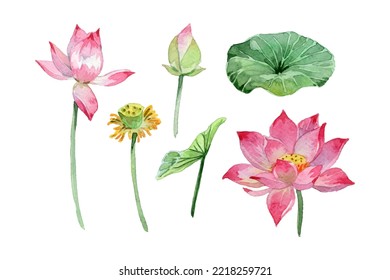 Watercolor lotus flowers and leaves collection