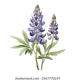 watercolor Lupine flower isolated white background