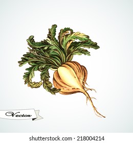 Watercolor Maca root.  Hand painting.  Illustration for greeting cards, invitations, and other printing projects.