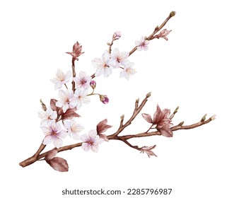 Watercolor magenta cherry blossoms bloom on the branches. Cherry blossom and leaves branch bouquet vector isolated on white background. Suitable for decorative spring festivals, or cards.