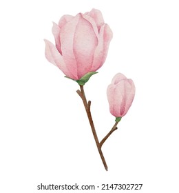 Watercolor magnolia botanical nature element on white background illustration vector
