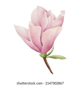 Watercolor magnolia botanical nature element on white background illustration vector