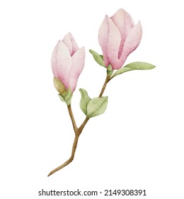 Watercolor magnolia botanical nature element on white background illustration vector
