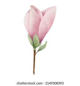 Watercolor magnolia botanical nature element on white background illustration vector