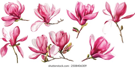 Watercolor magnolia flower. Pink magnolia flowers on a tree branch isolated on white. Hand drawing Botanical painting