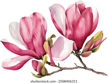 Watercolor magnolia flower. Pink magnolia flowers on a tree branch isolated on white. Hand drawing Botanical painting