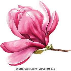Flor de magnólia aquarela. Magnólia rosa floresce em um galho de árvore isolado no branco. Desenho à mão Pintura botânica