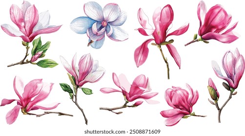 Aquarell-Magnolienblume. Rosa Magnolienblumen auf einem Ast einzeln auf Weiß. Handzeichnung Botanische Malerei