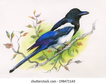 Watercolor magpie vector